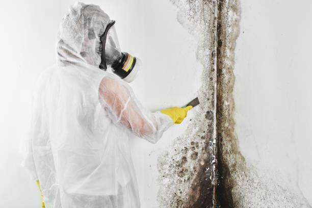 Best Residential Mold Remediation in Forest Lake, IL