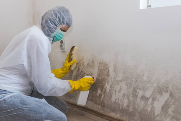 Best Bathroom Mold Remediation in Forest Lake, IL