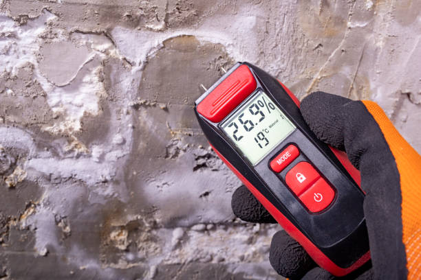 Best Black Mold Remediation in Forest Lake, IL