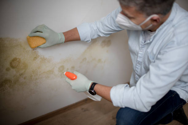 Best Preventive Mold Services in Forest Lake, IL
