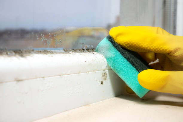 Best Attic Mold Remediation in Forest Lake, IL