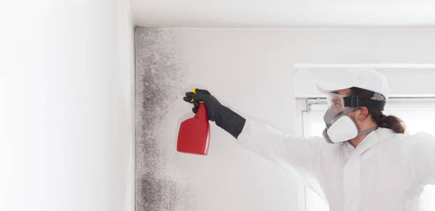 Best Insurance-Related Mold Remediation in Forest Lake, IL