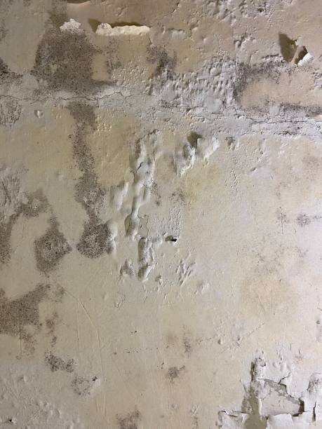 Best Mold Testing and Inspection Services in Forest Lake, IL