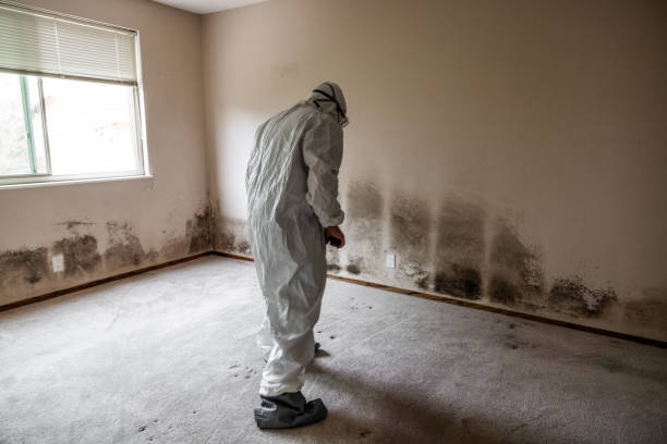Best White Mold Remediation in Forest Lake, IL