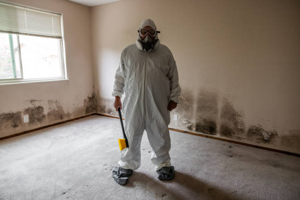 Best Emergency Mold Remediation in Forest Lake, IL