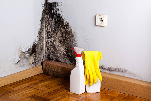 Best Industrial Mold Remediation in Forest Lake, IL